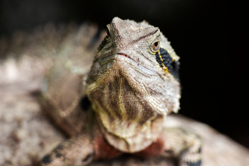 Eastern Water Dragon lizard