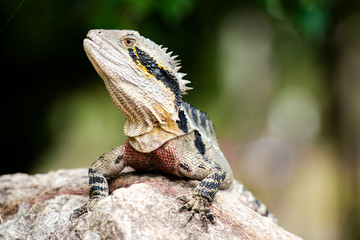 Eastern Water Dragon lizard