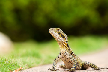 Eastern Water Dragon lizard