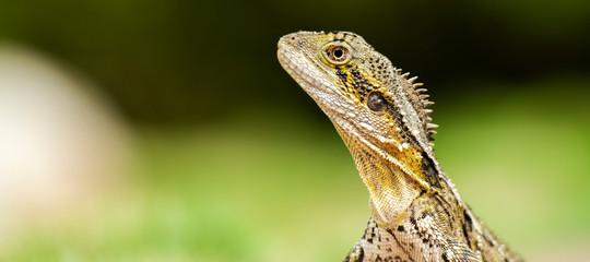 Eastern Water Dragon lizard