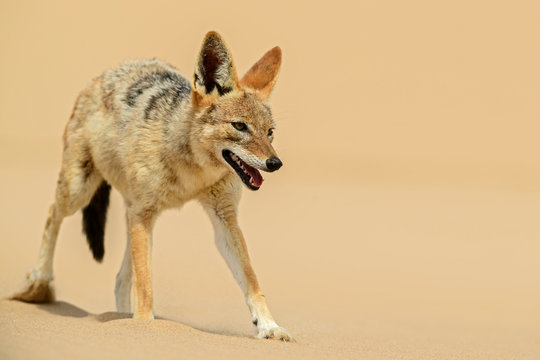 Black-backed Jackal - Canis mesomelas, beautiful young jackal posting in the sand of Namib desert, Walviss Bay, Namibia