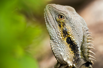 Eastern Water Dragon lizard