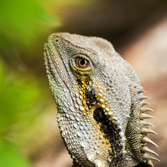 Eastern Water Dragon lizard