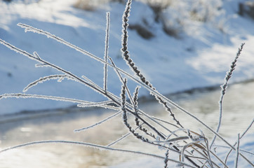 Branches close up with needles covered with white frost on blurred background. Winter scenery with sunlight.