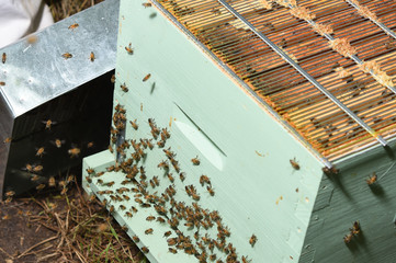 Fototapeta na wymiar honey harvest on hives