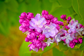 Inflorescence terry lilac.