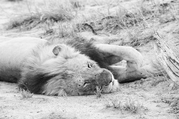 Male Lion Sleeping