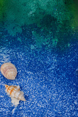Obraz na płótnie Canvas beautiful seashells on blue sea background