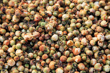 Tianshan Saussurea tea