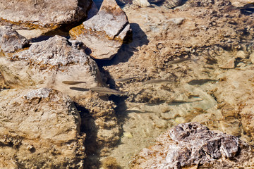 Small fish in the Adriatic Sea