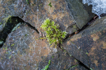 Moos an einer Steinmauer mit Eiskristallen