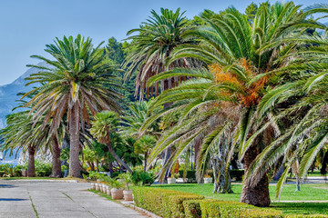 Fototapeta na wymiar Palms, Landscape Montenegro