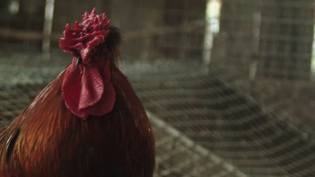 Close up of a rooster in the stables on a farm.
Camera: Blackmagic Micro Cinema Camera
Codec: ProRes HQ and converted to h.264 in Resolve.