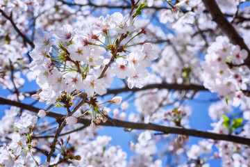 A branch of cherry blossoms against the backdrop of a bright blue sky, close-up