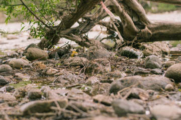 Obraz premium Mountain river. Tranquil scenery in the middle of green forest