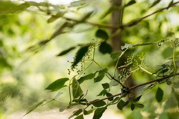 Tree leafs. Nature. Green. Tree. Sunlight. Spring. Summer