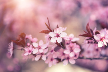 Obraz na płótnie Canvas Floral natural sunny background with pink flowers, macro image with copy space suitable for wallpaper or greeting card. Blossoming branches of Japanese cherry in spring time