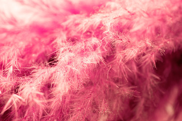 Living coral feather abstract background. Studio macro shoot.