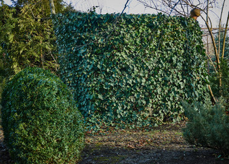 Common ivy wall on a decorative compost pile fence. Can be used as a background or texture. Also known as European ivy, English ivy or ivy.