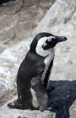 African penguin (Spheniscus demersus) on Boulders Beach near Cape Town South Africa relaxing in the sun