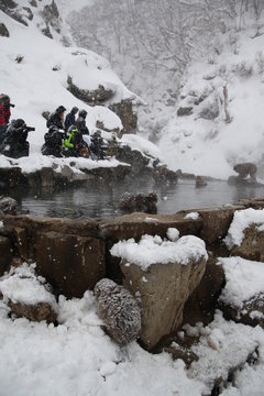 Japanese monkeys in Nagano prefecture in Japan