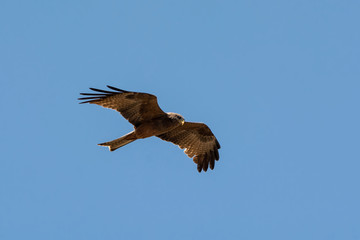 Yellow-billed Kite