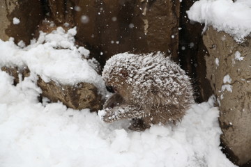 Obraz premium Japanese monkeys in Nagano prefecture in Japan