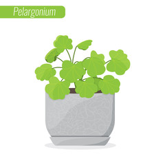 Pelargonium, Geranium. House plant, Interior decor, Decorative plant concept Vector illustration