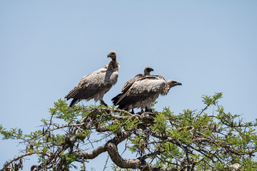 White-backed Vultures