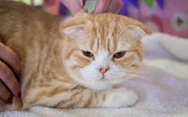 Fototapeta na wymiar ginger scottish fold kitten at annual cats show
