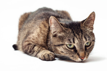 Cat sniffs on a white background