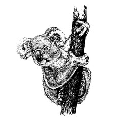 Koala on tree branch, hand drawn doodle, sketch in pop art style, vector illustration
