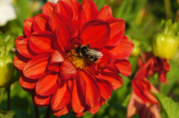 Bee collecting pollen on a red Dahlia flower