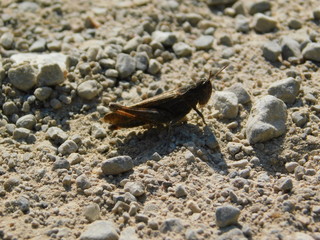 Grasshopper