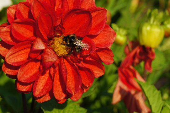 Bee collecting pollen on a red Dahlia flower