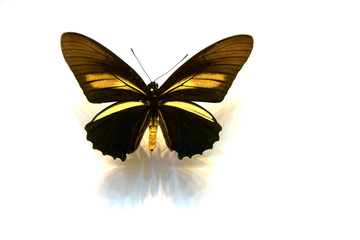beautiful butterflies in the white background
