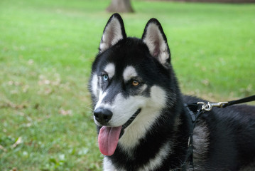Adorable heterochromian siberian husky dog at walk in Central Park, New York City. Usa