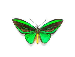 beautiful butterflies in the white background