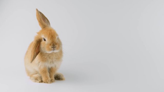 Brown rabbit with one ear down, sitting, sniffing, looking at camera, right side copy space, isolated on white background
