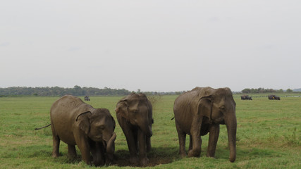 Fototapeta premium A herd of elephants in Minneriya national park