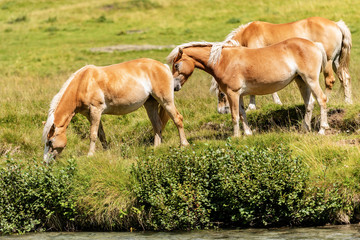 Obraz na płótnie Canvas Herd of brown and white horses in Alpine pasture