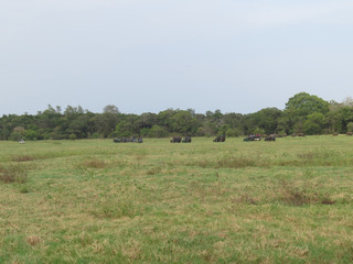 Fototapeta na wymiar Wild Safari National park in Sri Lanka