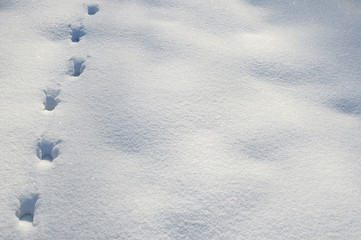 traces of animals in the snow