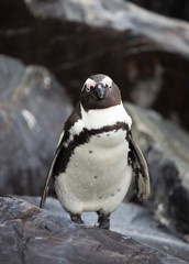 African penguin (Spheniscus demersus) on Boulders Beach near Cape Town South Africa