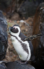 African penguin (Spheniscus demersus) on Boulders Beach near Cape Town South Africa spreading wings