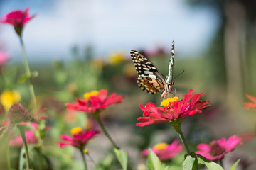  Butterflies in spring