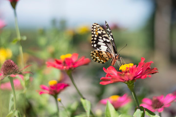  Butterflies in spring