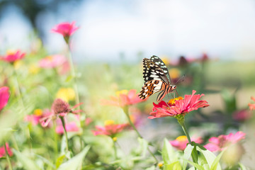  Butterflies in spring