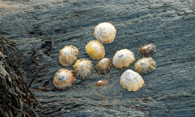 Limpets..