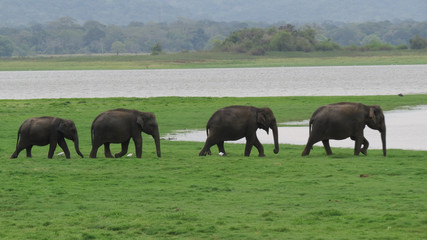 A herd of elephants marching